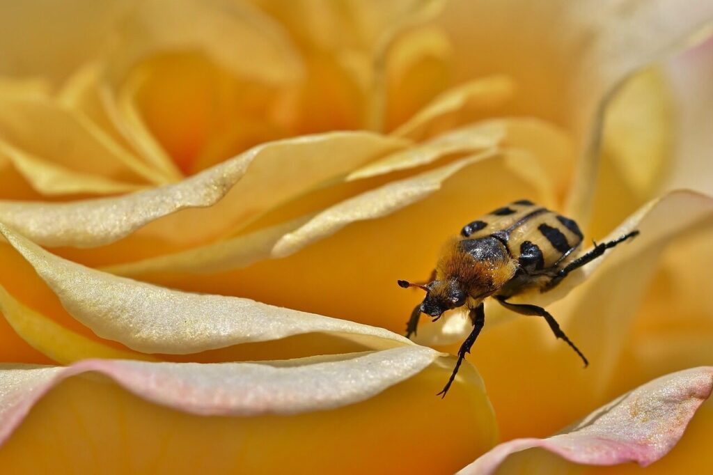 brush beetle, insect, yellow rose, pollination, rose flower, rose, yellow flower, blossom, bloom, garden, nature, close up, macro